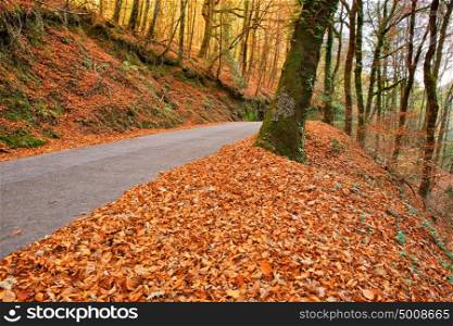 Autumn landscape with road and beautiful colored trees, in Geres, portuguese national Park