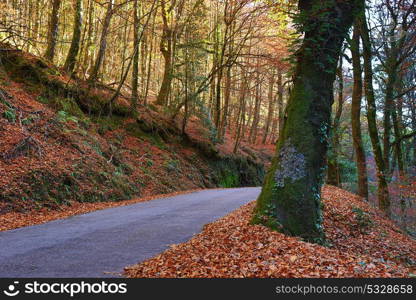 Autumn landscape with road and beautiful colored trees, in Geres, portuguese national Park