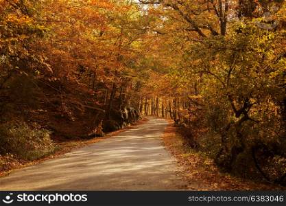 Autumn landscape with road and beautiful colored trees, in Geres, portuguese national Park
