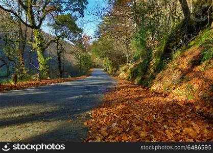 Autumn landscape with road and beautiful colored trees, in Geres, portuguese national Park. Autumn