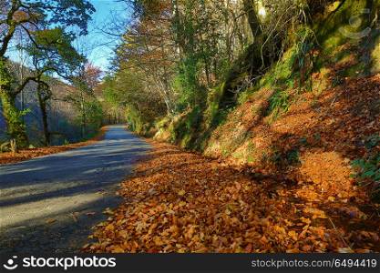 Autumn landscape with road and beautiful colored trees, in Geres, portuguese national Park. Autumn