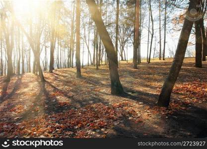 autumn landscape with sunbrams between bare trees