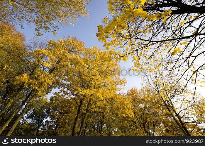 autumn landscape with tall trees, yellow foliage, sunlight illuminates the park, autumn changes in nature. autumn landscape with tall trees