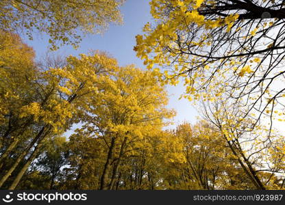 autumn landscape with tall trees, yellow foliage, sunlight illuminates the park, autumn changes in nature. autumn landscape with tall trees