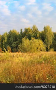 Autumn landscape with trees and herbs