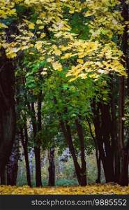 Autumn landscape with trees with yellow leaves in the park background.
