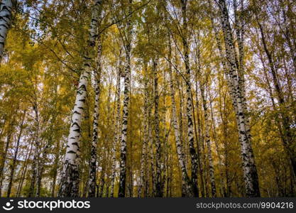 Autumn landscape with trees with yellow leaves in the park background.