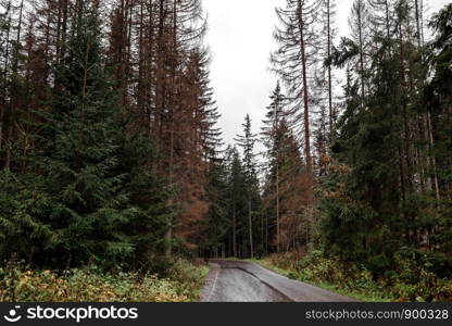 Autumn landscape with wet road in orange green tone.. Autumn landscape with wet road in orange green tone. Nature background