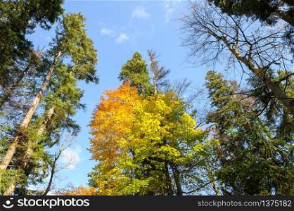 Autumn landscape witth yellow, red and green tree leaves. Autumn forest landscape