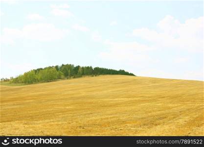 Autumn landscape. Yellow field and blue sky.