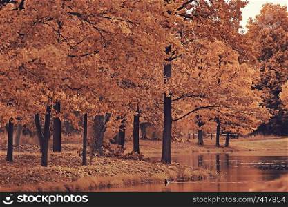 autumn landscape / yellow trees in autumn park, bright orange forest