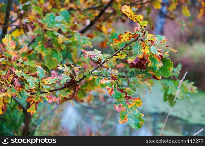 autumn landscape, yellowed wet oak leaves. yellowed wet oak leaves, autumn landscape