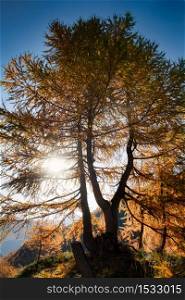 Autumn larch plant among the rays of sunlight in the mountains
