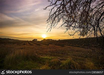 Autumn lavender field on sunset