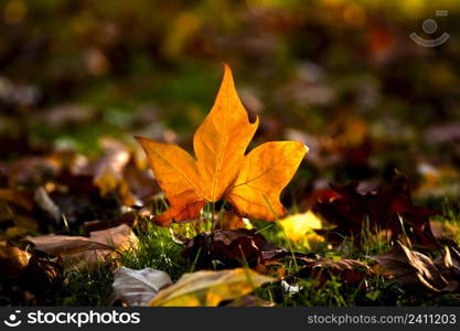 Autumn leaf