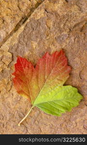 Autumn Leaf