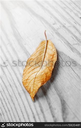 Autumn leaf. Autumn leaf over wooden background with copy space