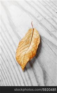 Autumn leaf. Autumn leaf over wooden background with copy space