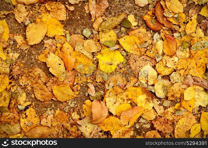 Autumn leaf background