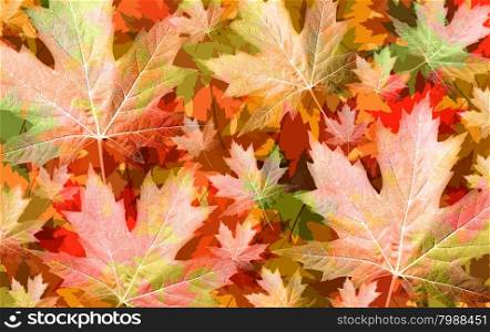 Autumn leaf background concept with seasonal harvest colors as a backdrop with a group of leaves in a foliage pattern.