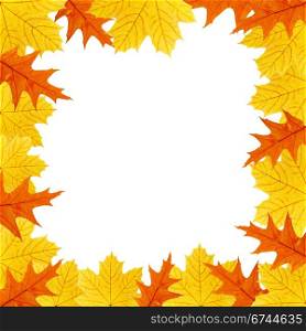 autumn leaf framework, background of the leaves of maple and oak