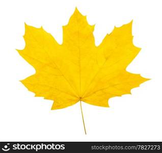 Autumn leaf. High quality.