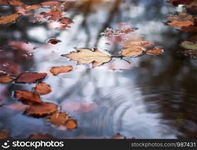 Autumn leaf in water. Conceptual nature scene.