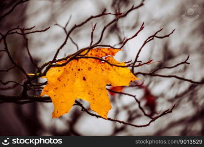 autumn leaf nature fall