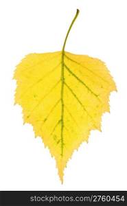 Autumn leaf of birch on isolated