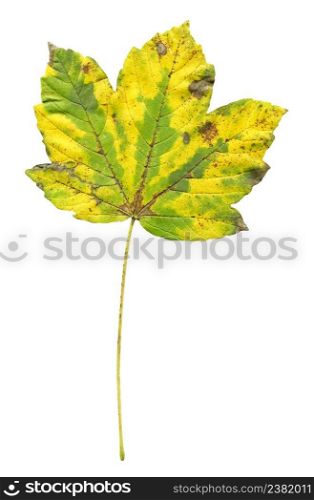 Autumn leaf of maple tree isolated on white. Maple leaf isolated on white. Beautiful bright colorful autumn leaf isolated on a white background. Maple leaf in autumn colors. Multicolor autumn maple leaf isolated
