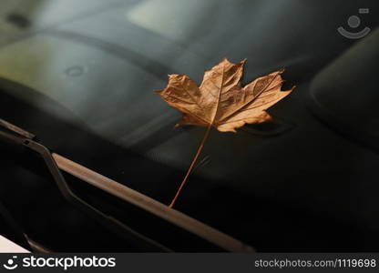 autumn leaf on a car windshield. yellow maple leaf on glass.. autumn leaf on a car windshield. yellow maple leaf on glass