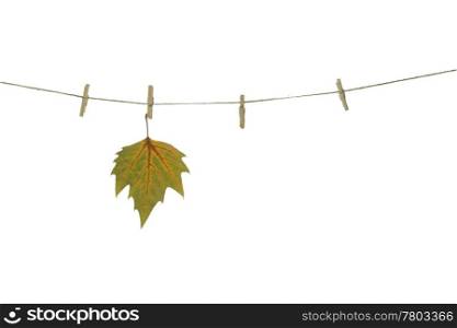 autumn leaf on a clothes line. White background