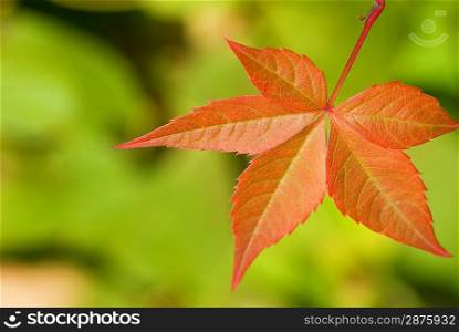 Autumn leaf on blorred green background