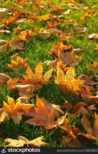 Autumn leaf on grass ground. Nature composition.