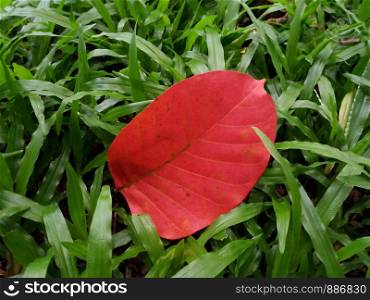 Autumn leaf on green grass