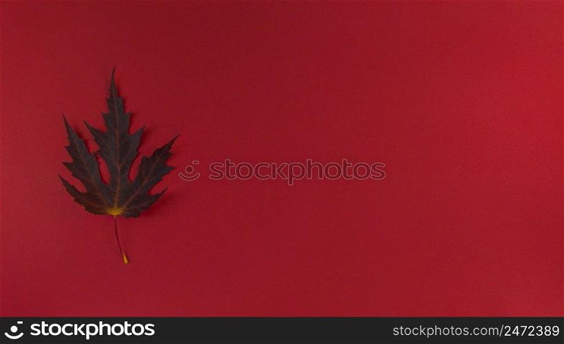 Autumn leaf on red background. Simple flat lay banner with copy space.. Autumn leaf on a red background. Simple flat lay banner with copy space.