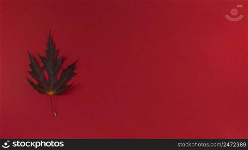 Autumn leaf on red background. Simple flat lay banner with copy space.. Autumn leaf on a red background. Simple flat lay banner with copy space.
