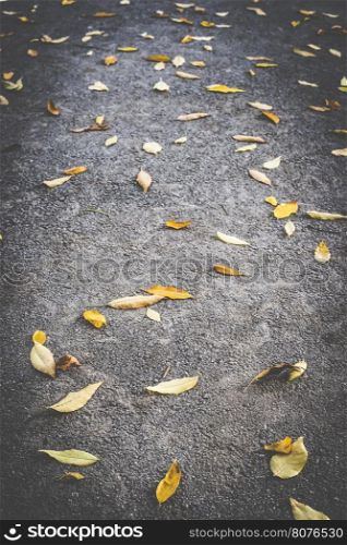 Autumn leaf on sidewalk. Dark background