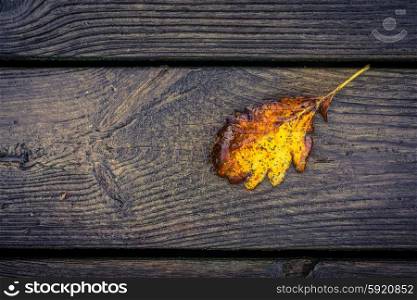 Autumn leaf on solid wooden planks with patterns