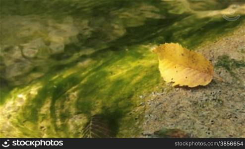 autumn leaf on stones of a mountain stream.