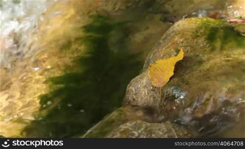 autumn leaf on stones of a mountain stream.
