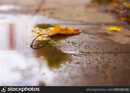 autumn leaf on the asphalt near a puddle