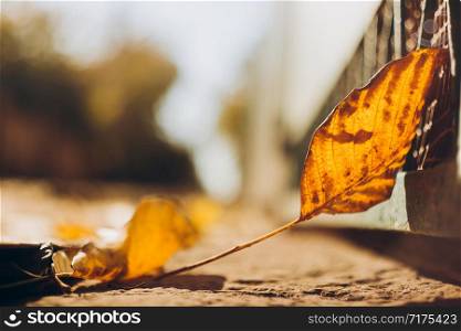 Autumn leaf on the ground in the sunlight.. Autumn leaf on the ground in the sunlight