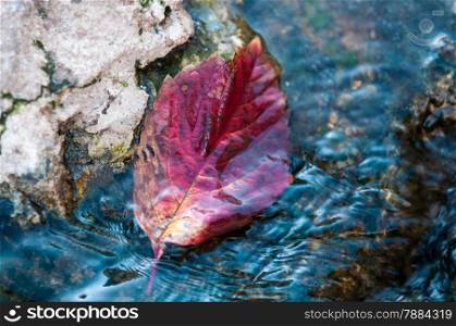 Autumn leaf on the water. Autumn highlights the time of year when nature changes its usual appearance at the gold paint in autumn rays of warmth.