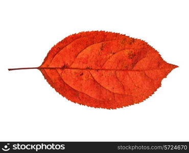 autumn leaf on white background