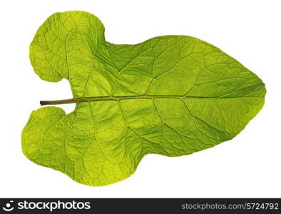 autumn leaf on white background