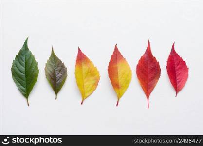 Autumn leafs colorful rainbow color gradient summer autumn season change concept 