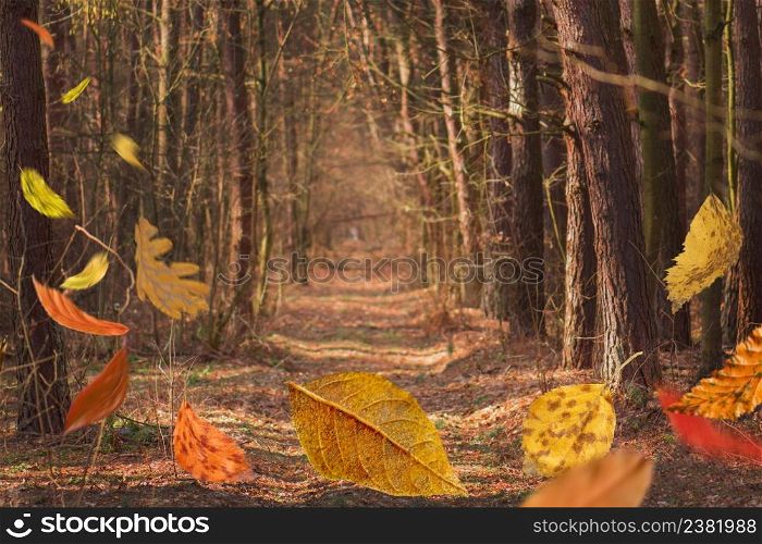 Autumn leafs falling background. Yellow, orange, red leaves falling. Colorful foliage in the park. Bright colorful autumn leaves background. Falling autumn leaves natural background