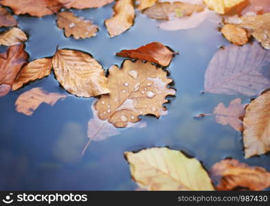 Autumn leafs in water. Nature conceptual composition.