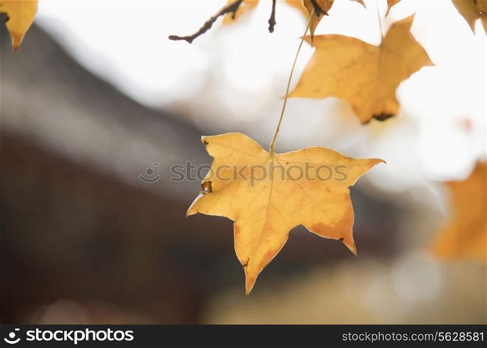 Autumn Leafs on a Tree, Close-up